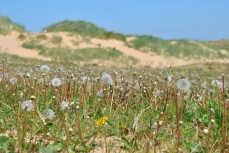 Even "weeds" can grow in the sand